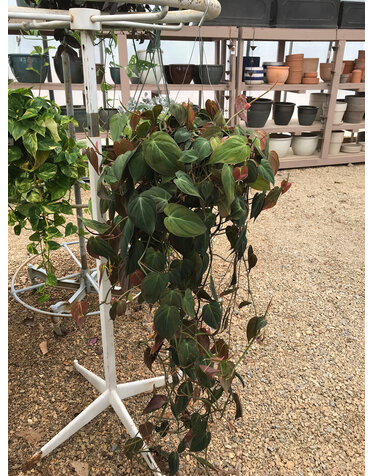 Micans, 8 in red velevet philly hanging basket