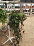 Philodendron, Philodendron 'Micans' 8"HB