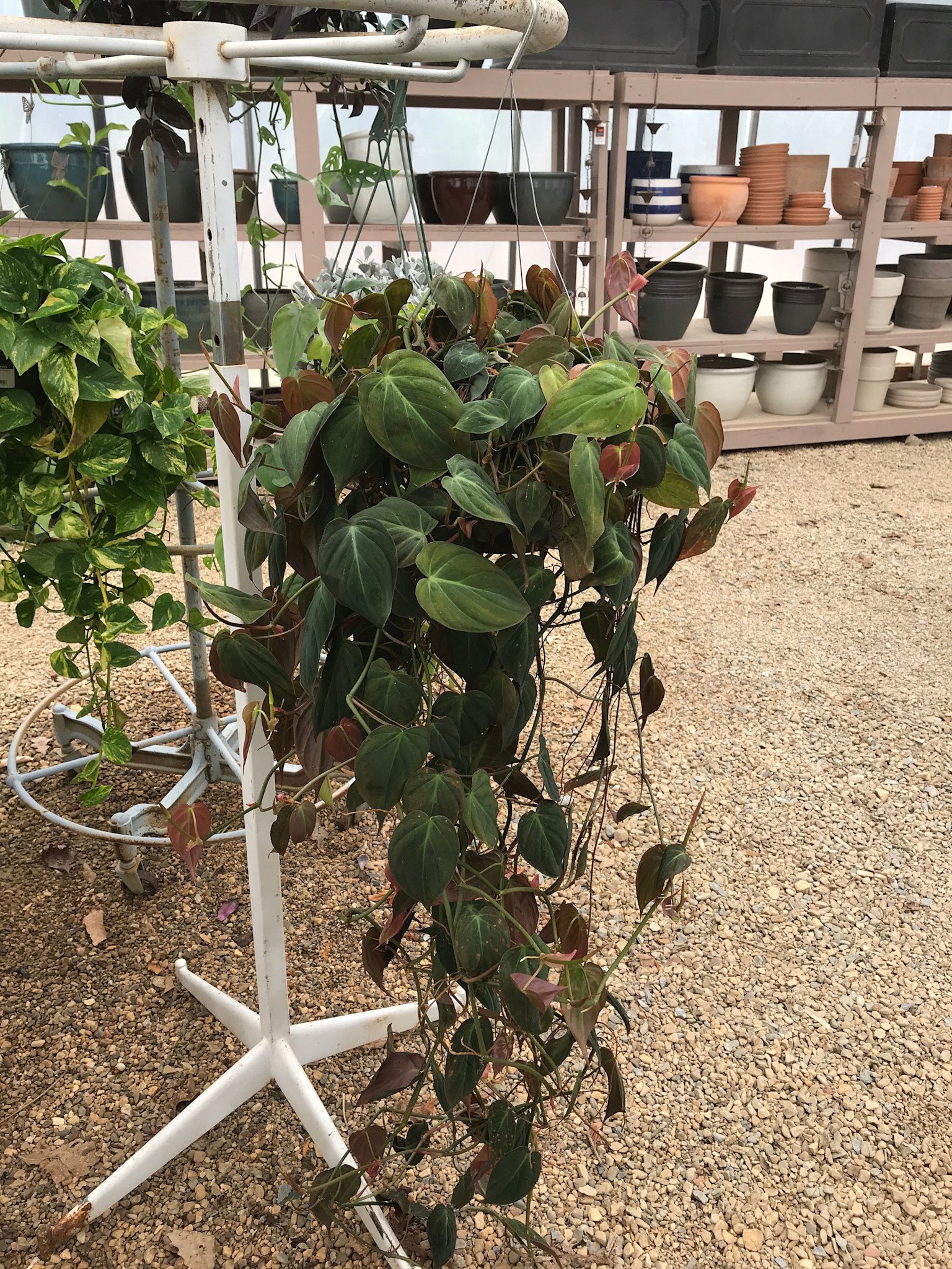 Micans, 8 in red velevet philly hanging basket