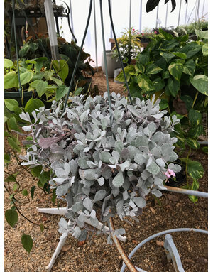 Flower Dust Plant, Kalanchoe pumila 8"HB