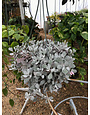 Kalanchoe Flower Dust succ 8" Hanging Basket