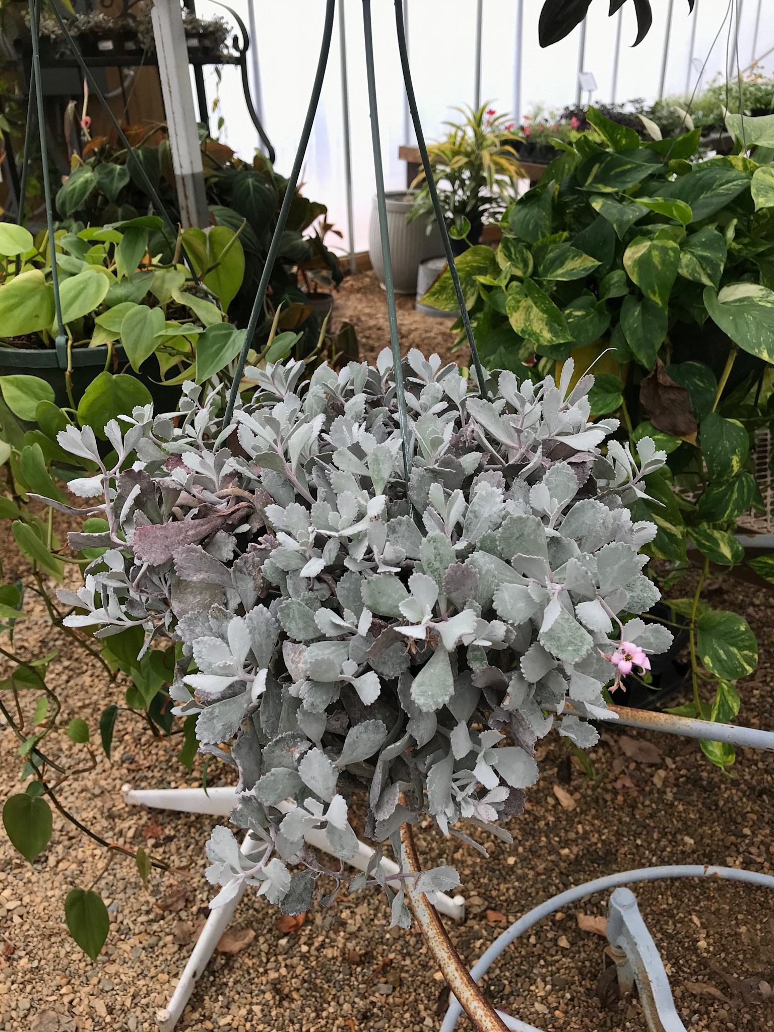 Kalanchoe Flower Dust succ 8" Hanging Basket