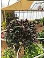 Wandering Jew, Tradescantia zebrina 'Wandering Jew' 10"HB