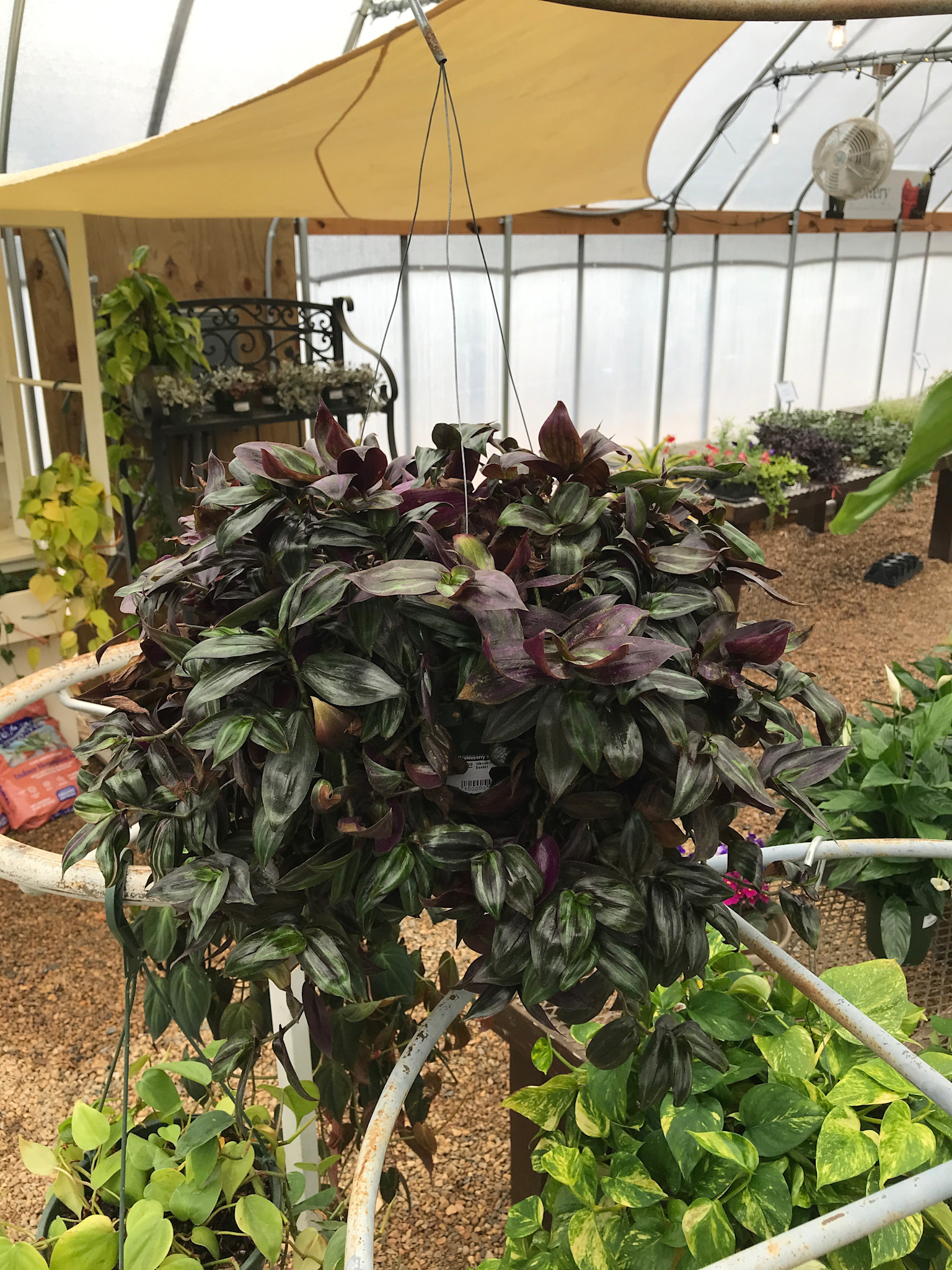 Wandering Jew, Tradescantia zebrina 'Wandering Jew' 10"HB