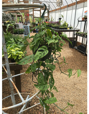 Monstera, Monstera adansonii 'Swiss Cheese Vine' 8"HB