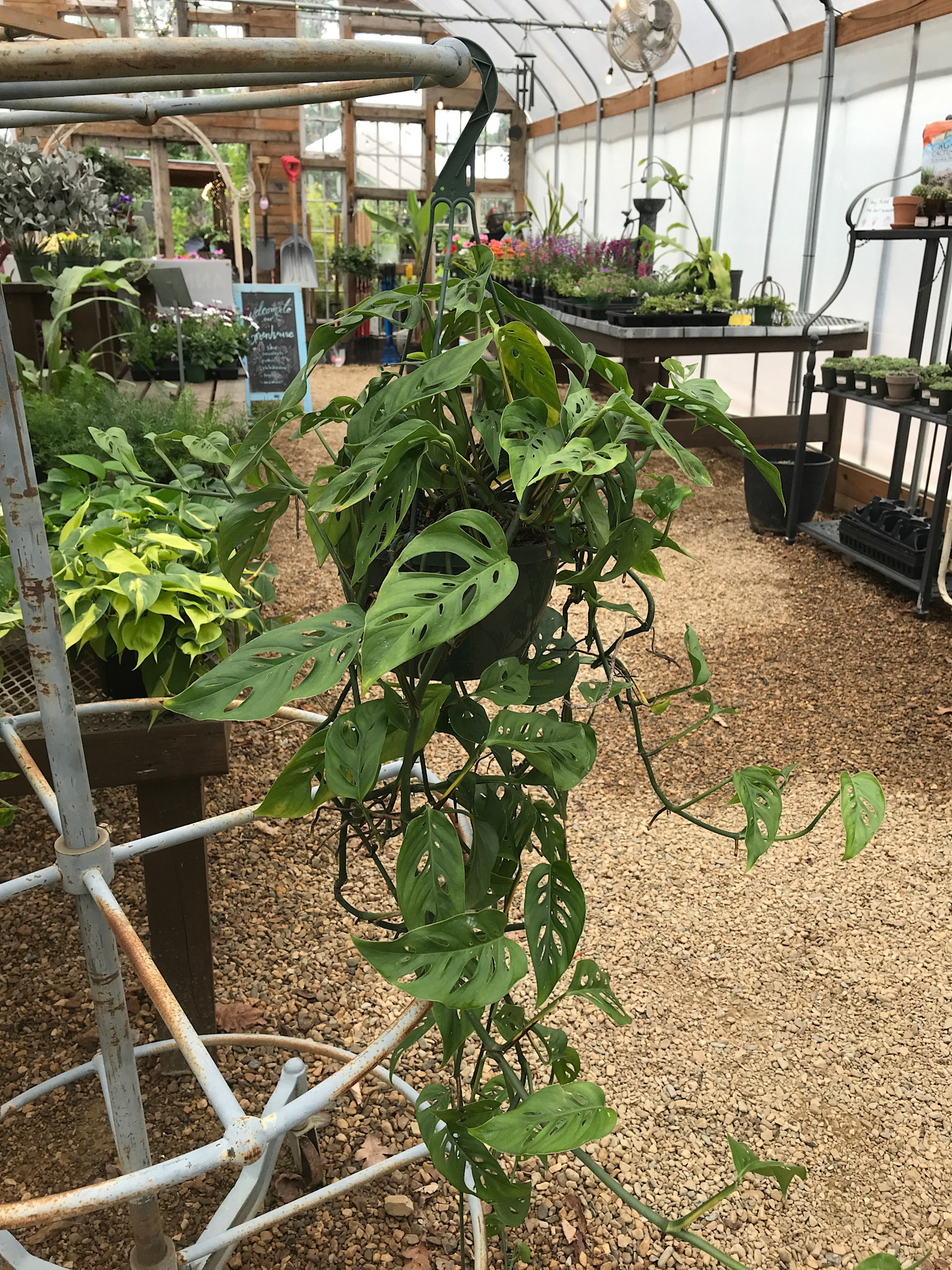 Hanging Basket, Swiss Cheese Philly 8"