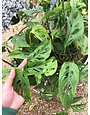Monstera, Monstera adansonii 'Swiss Cheese Vine' 8"HB