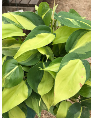 Philodendron, Philodendron 'Brasil' 6"
