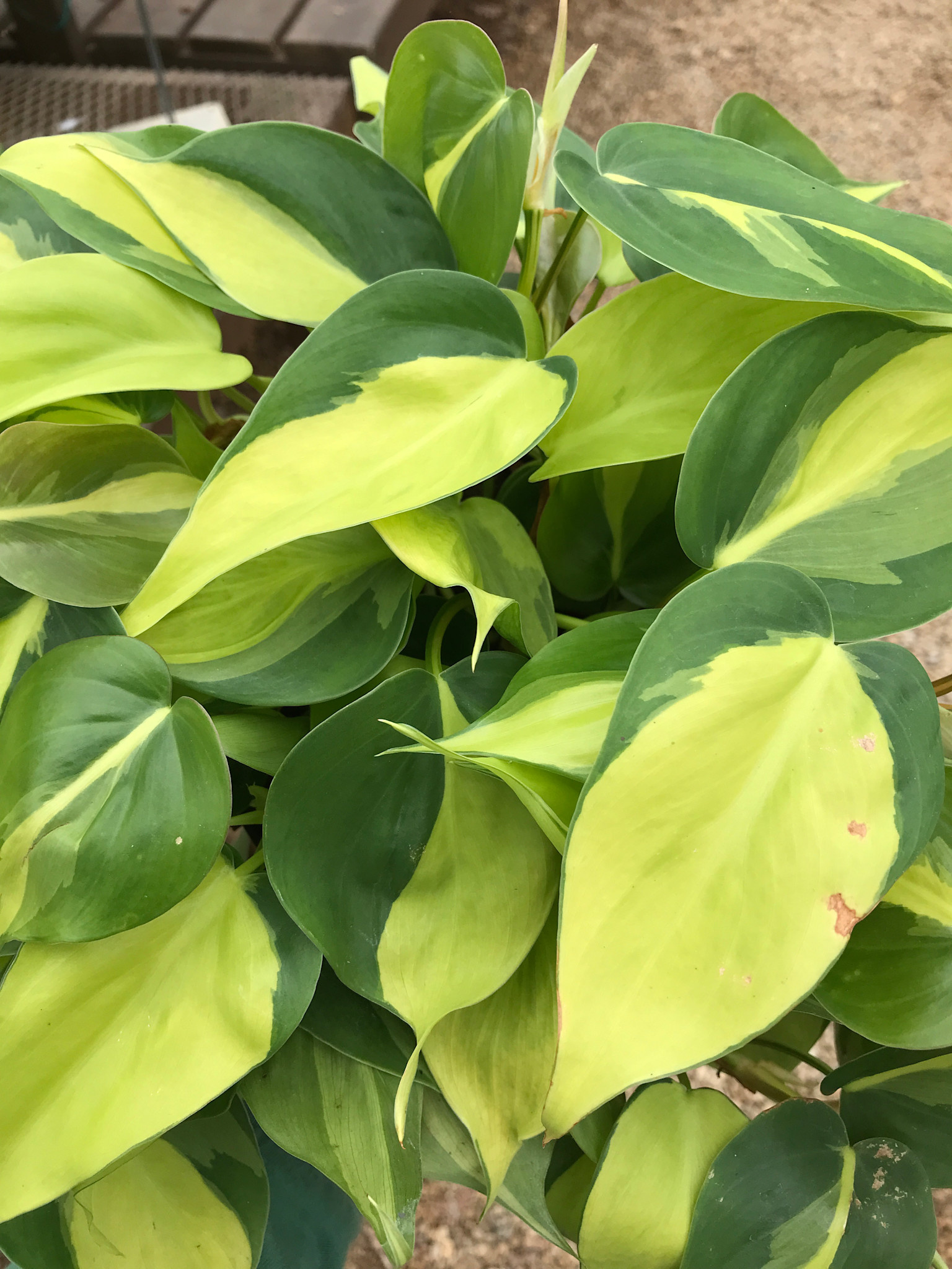 Philodendron, Philodendron 'Brasil' 6"