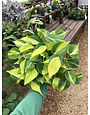Philodendron Brasil 6" pot
