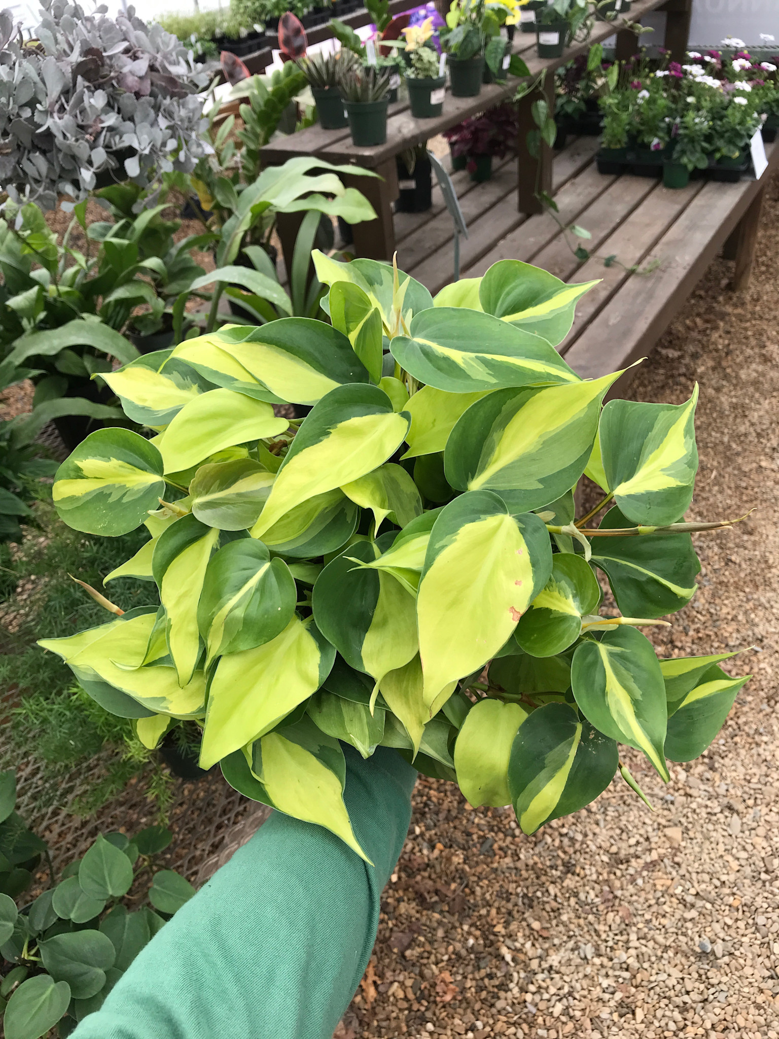 Philodendron, Philodendron 'Brasil' 6"