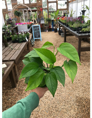 Pothos, Epipremnum aureum 'Golden' 4"
