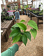 Pothos, Epipremnum aureum 'Golden' 4"