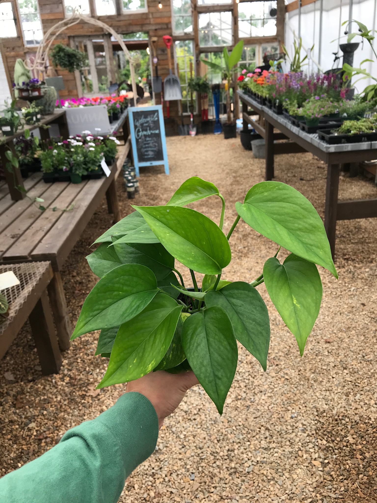 Pothos, Epipremnum aureum 'Golden' 4"