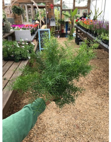 Asparagus Fern, Asparagus aethiopicus 'Sprengeri' 4"