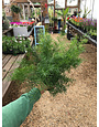 Asparagus Fern 'Sprengeri' 4"