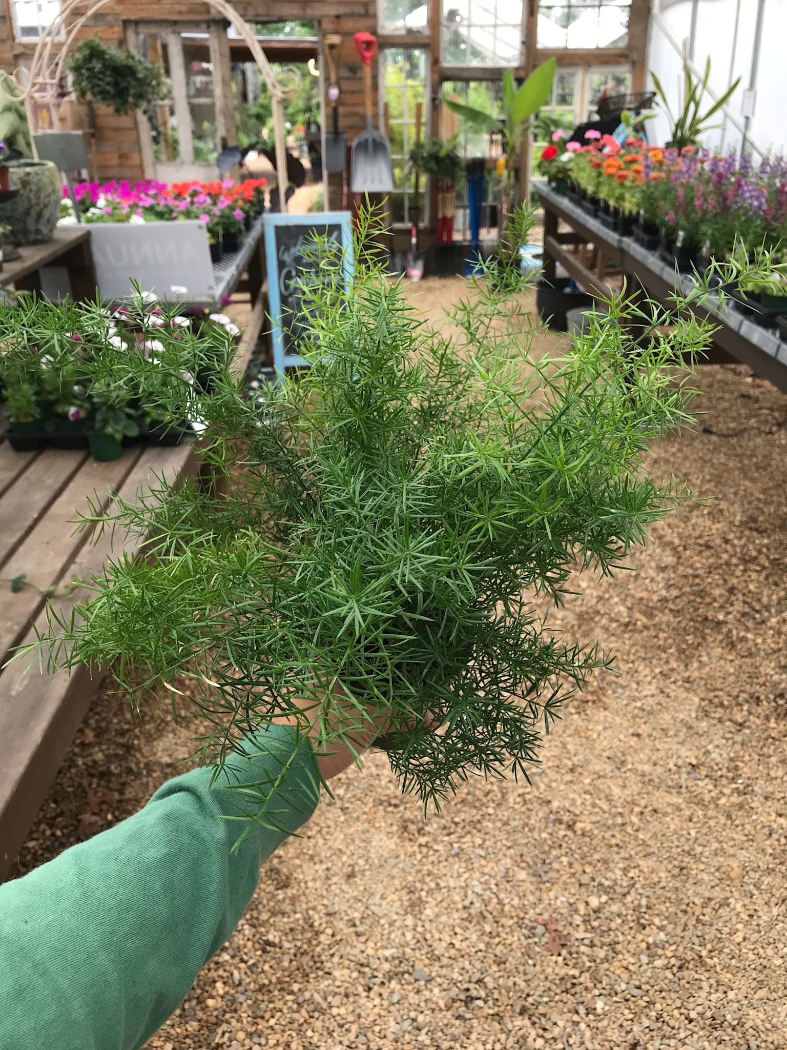 Asparagus Fern, Asparagus aethiopicus 'Sprengeri' 4"