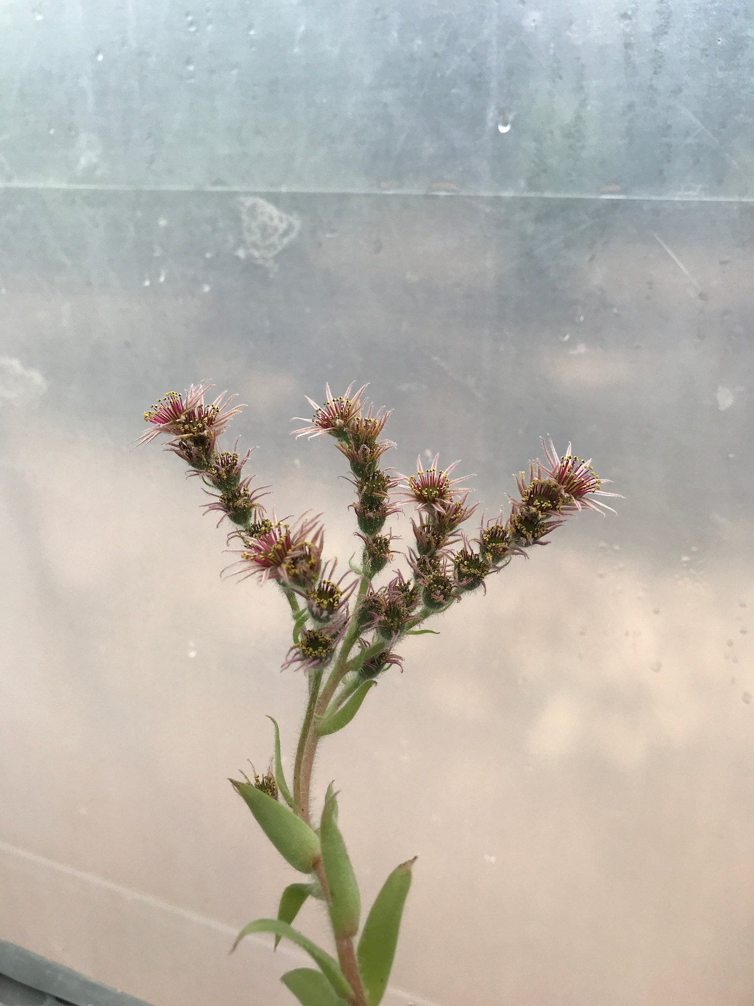 Hens & Chicks, Sempervivum, Assorted 4"