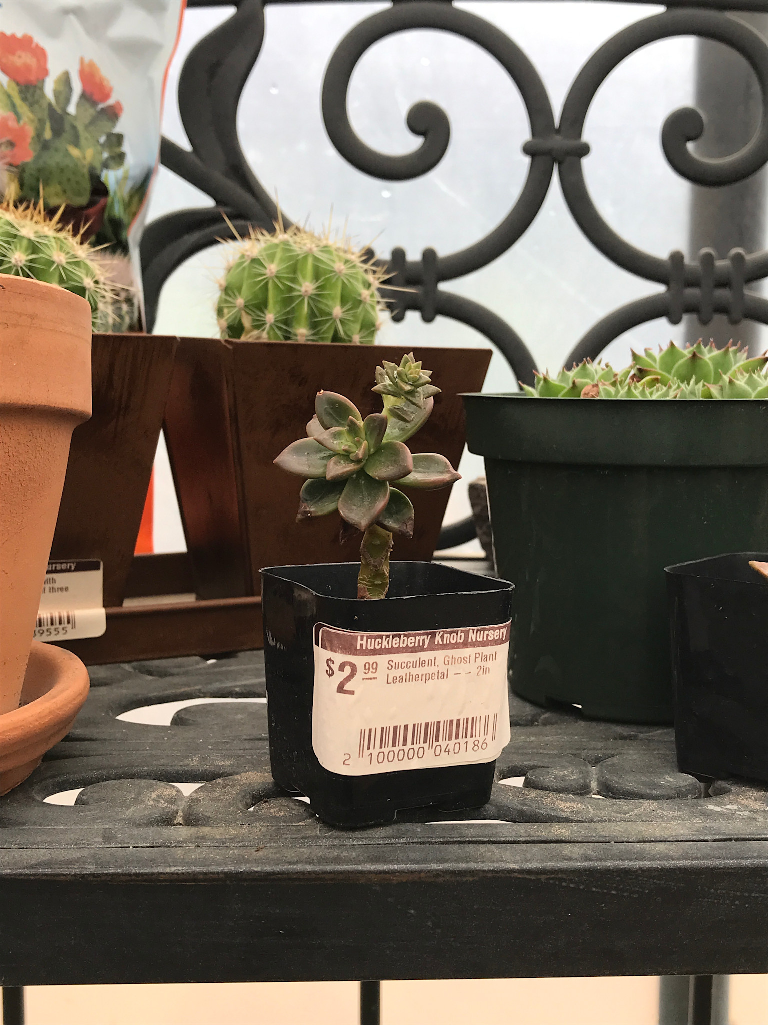 Succulent, Ghost Plant Leatherpetal -- 2in