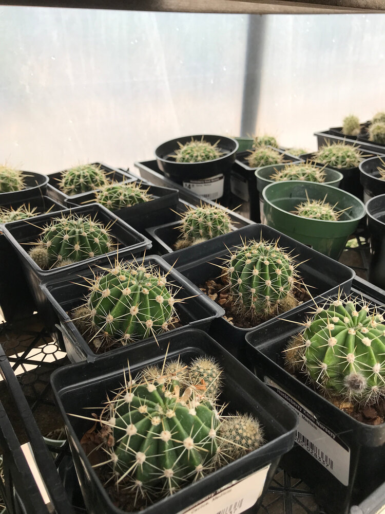 Cactus, Echinopsis calicora 'White Easter Lily Cactus' Medium