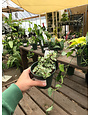 Portulacaria afra ‘Elephant Bush’ 4”