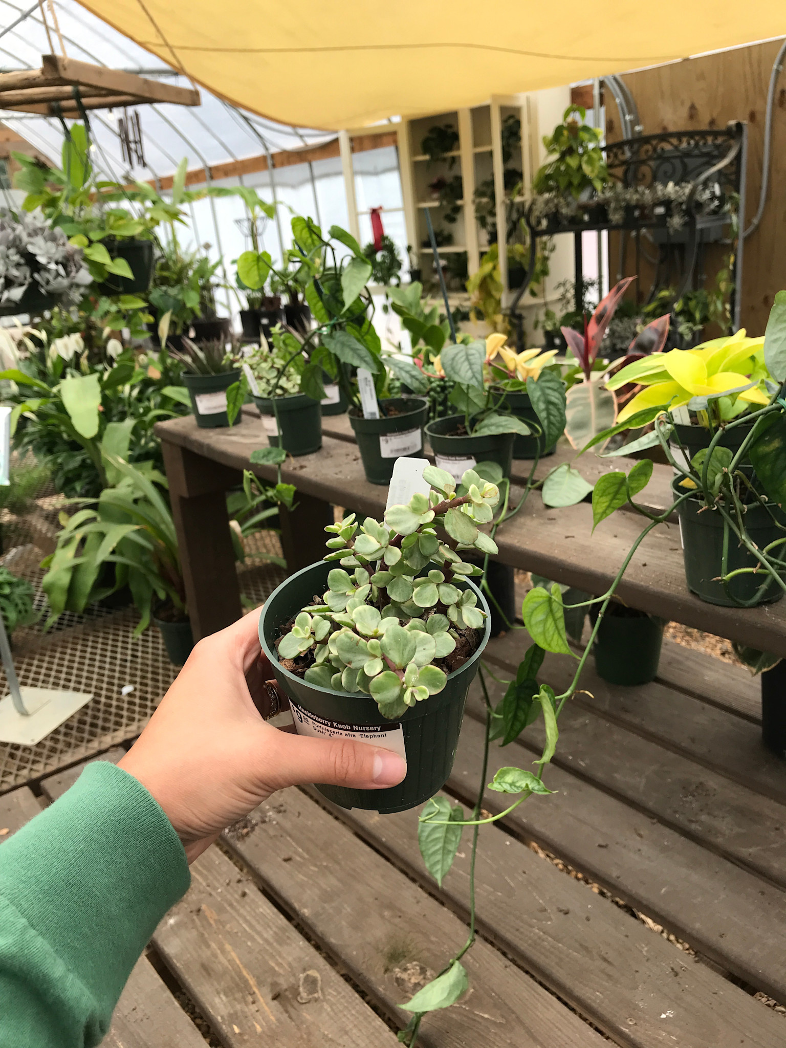 Portulacaria afra ‘Elephant Bush’ 4”