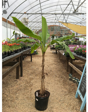 Musa Basjoo, Cold Hardy Banana plant 5 gal