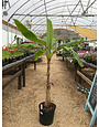 Musa Basjoo, Cold Hardy Banana plant 5 gal