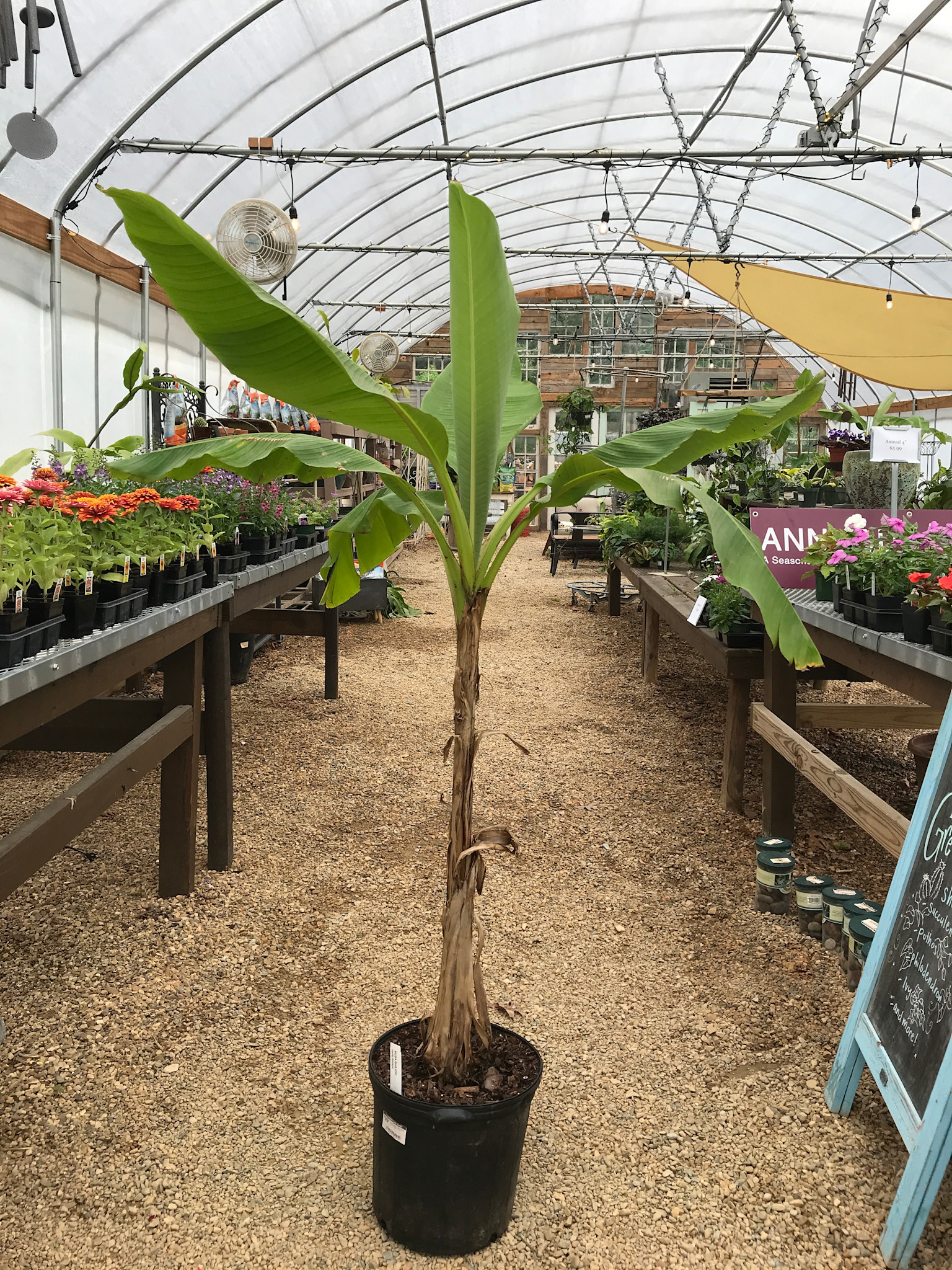 Banana, Musa basjoo 'Hardy Banana' 5G