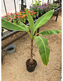 Musa Basjoo, Cold Hardy Banana plant 5 gal