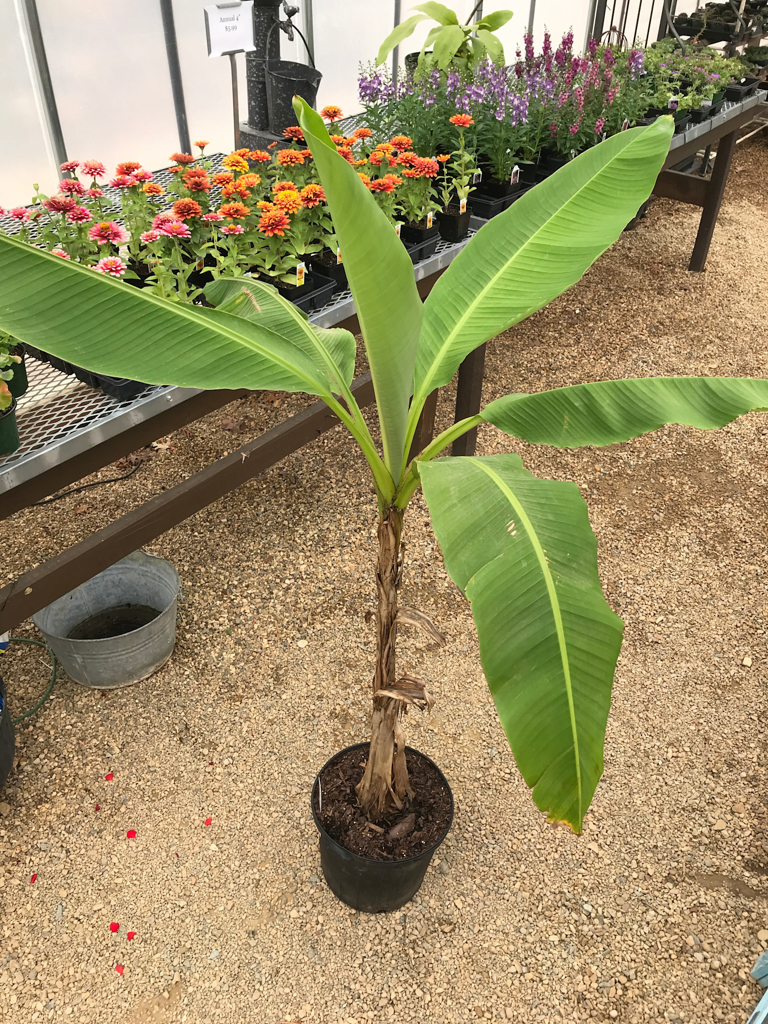 Banana, Musa basjoo 'Hardy Banana' 5G