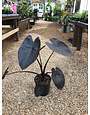 Elephant Ear, Colocasia esculenta Royal Hawaiian® 'Black Coral' 2G