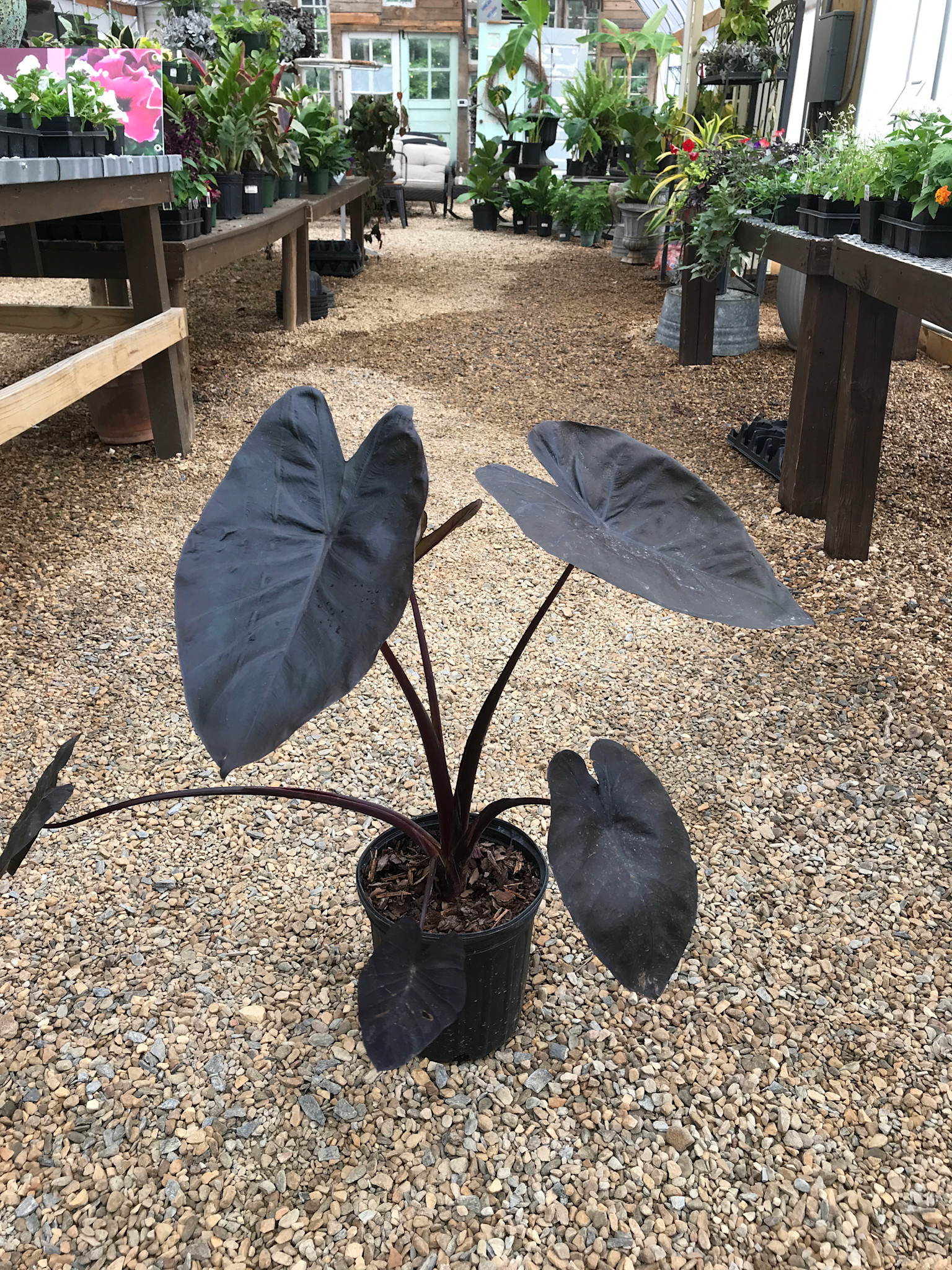 Elephant Ear, Colocasia esculenta Royal Hawaiian® 'Black Coral' 2G