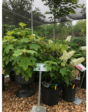 Hydrangea, Hydrangea quercifolia 'Snow Queen' (Oakleaf) 3G NATIVE