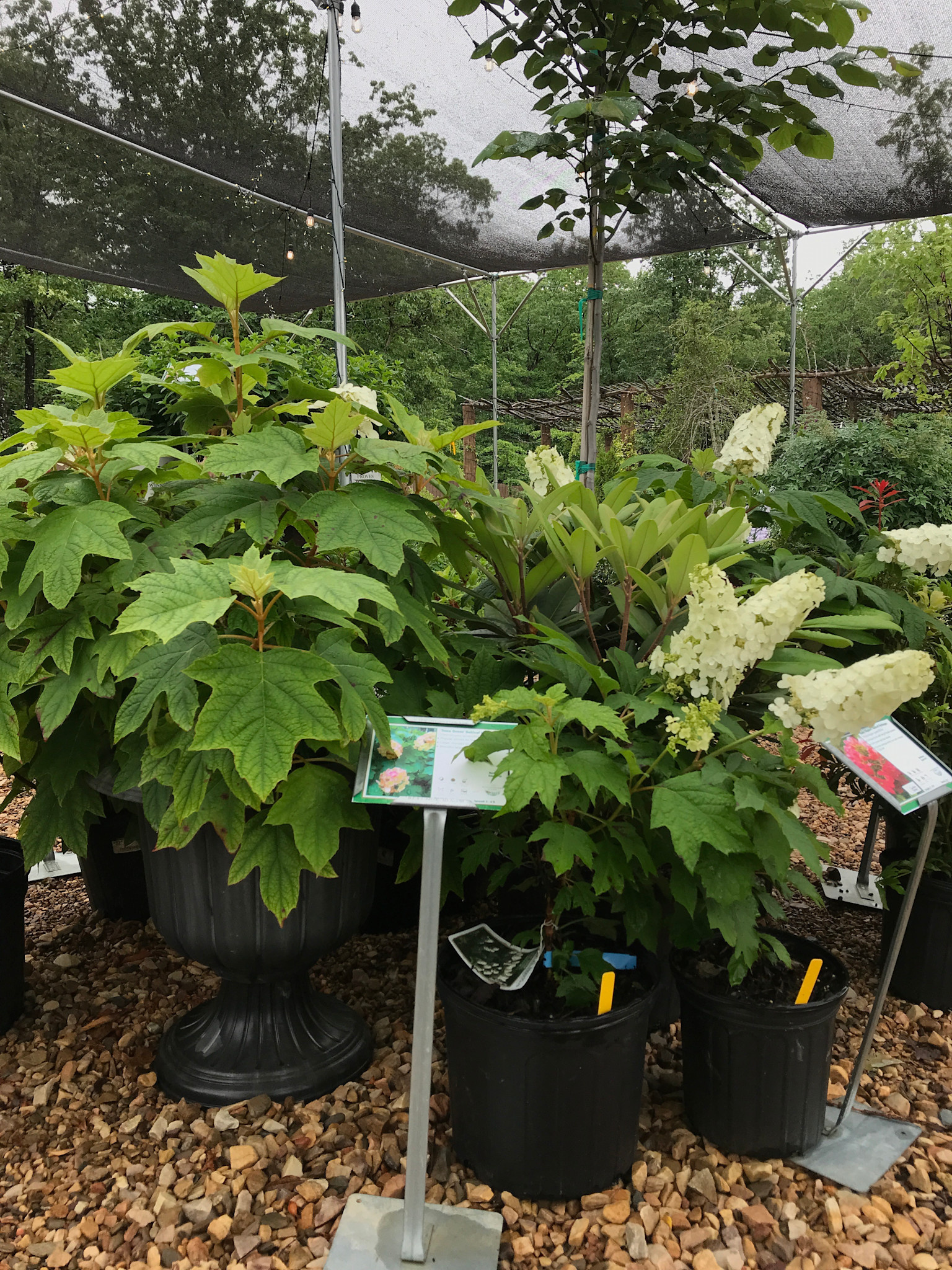 Hydrangea, Hydrangea quercifolia 'Snow Queen' (Oakleaf) 3G NATIVE
