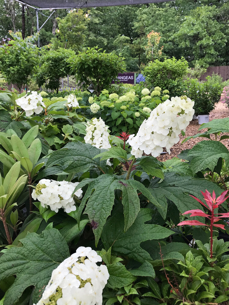 Hydrangea, Hydrangea quercifolia 'Snow Queen' (Oakleaf) 3G NATIVE