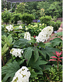 Hydrangea, Hydrangea quercifolia 'Snow Queen' (Oakleaf) 3G NATIVE