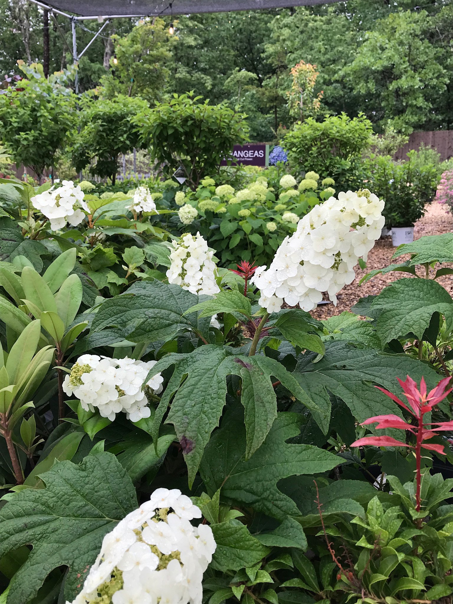 Hydrangea, Hydrangea quercifolia 'Snow Queen' (Oakleaf) 3G NATIVE