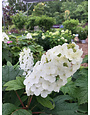 Hydrangea quercifolia Snow Queen, Oakleaf Hydrangea 5G NATIVE