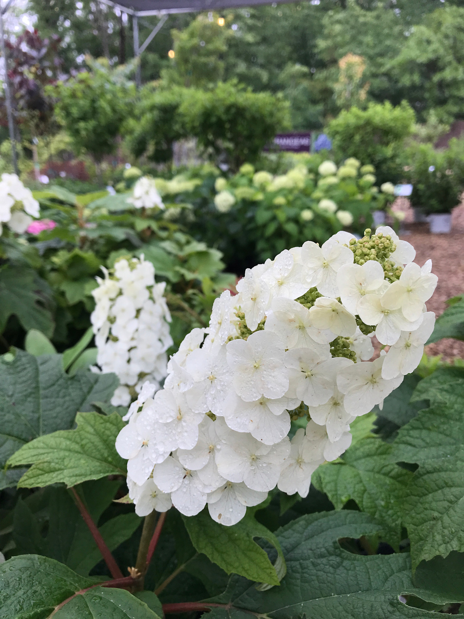 Hydrangea quercifolia Snow Queen, Oakleaf Hydrangea 5G NATIVE