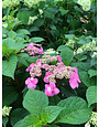 Hydrangea, Hydrangea macrophylla 'PIIHM-I' Endless Summer® Twist-n-Shout® 3G