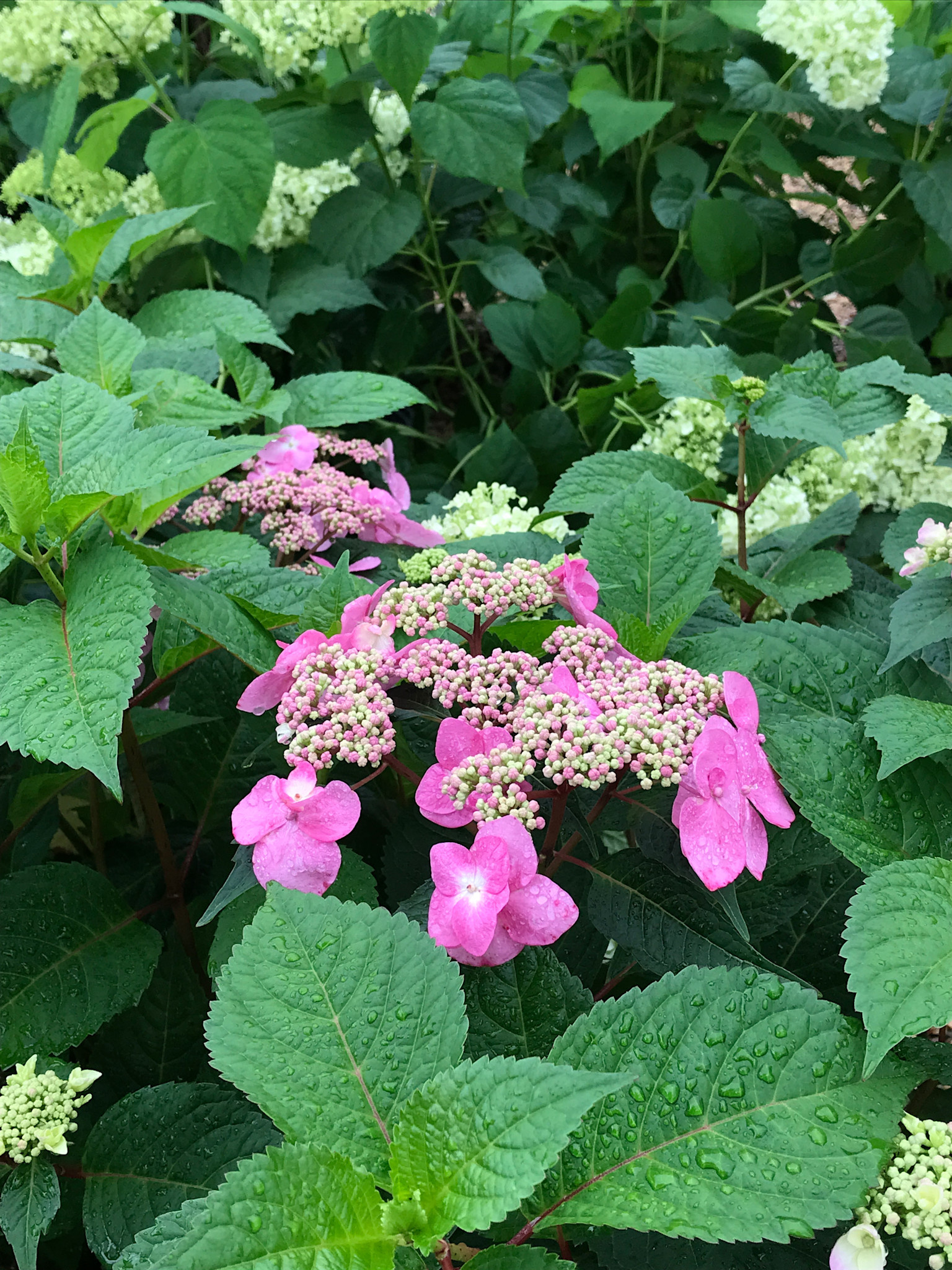 Hydrangea, Hydrangea macrophylla 'PIIHM-I' Endless Summer® Twist-n-Shout® 3G