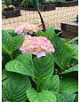 Nikko Blue Hydrangea #3 -- Hydrangea macrophylla 'Nikko Blue'