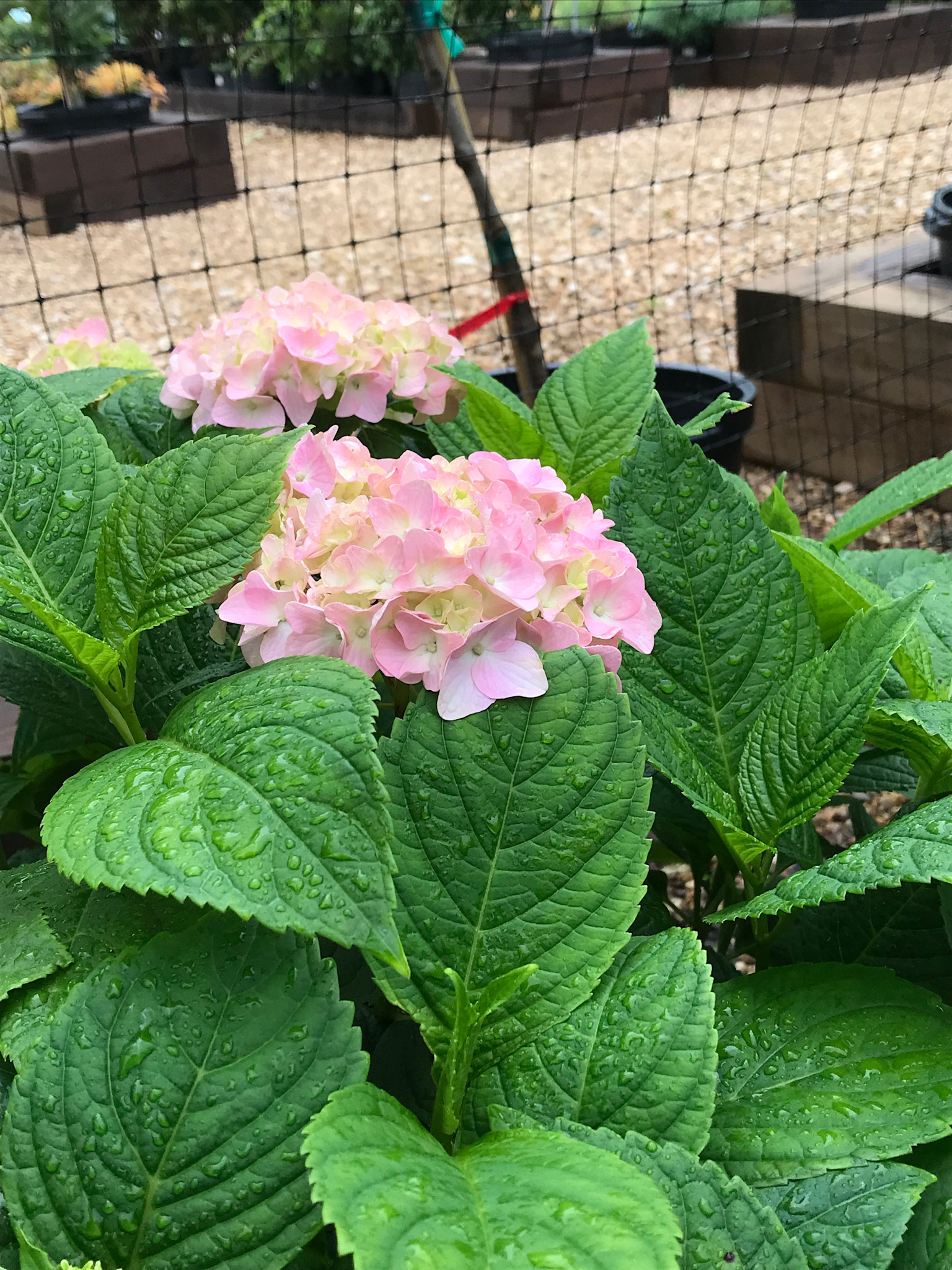 Hydrangea, Hydrangea macrophylla 'Nikko Blue' 3G