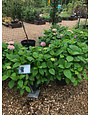 Nikko Blue Hydrangea #3 -- Hydrangea macrophylla 'Nikko Blue'