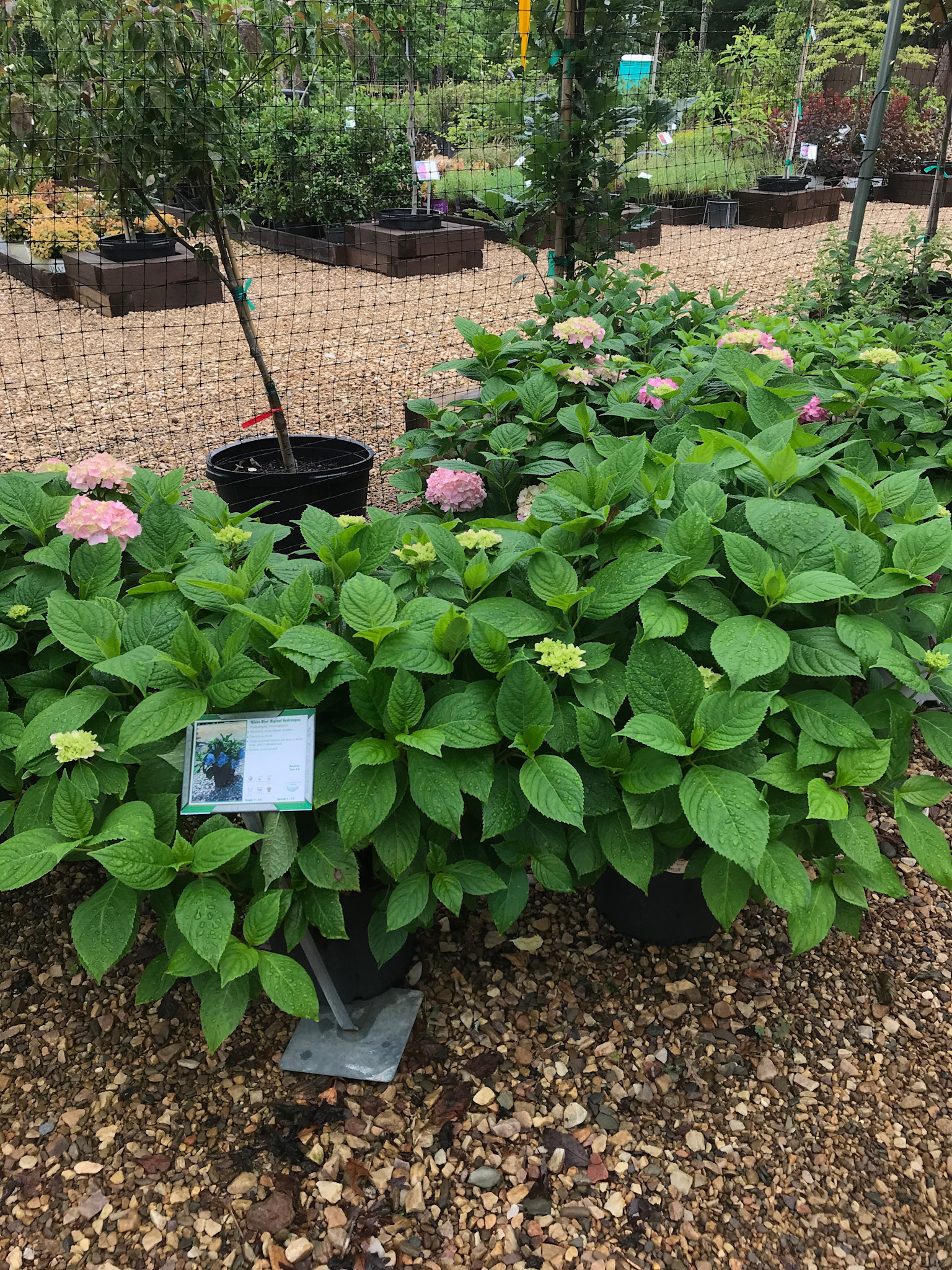 Hydrangea, Hydrangea macrophylla 'Nikko Blue' 3G