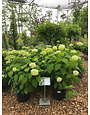 Annabelle Hydrangea #3 -- Hydrangea arborescens 'Annabelle'