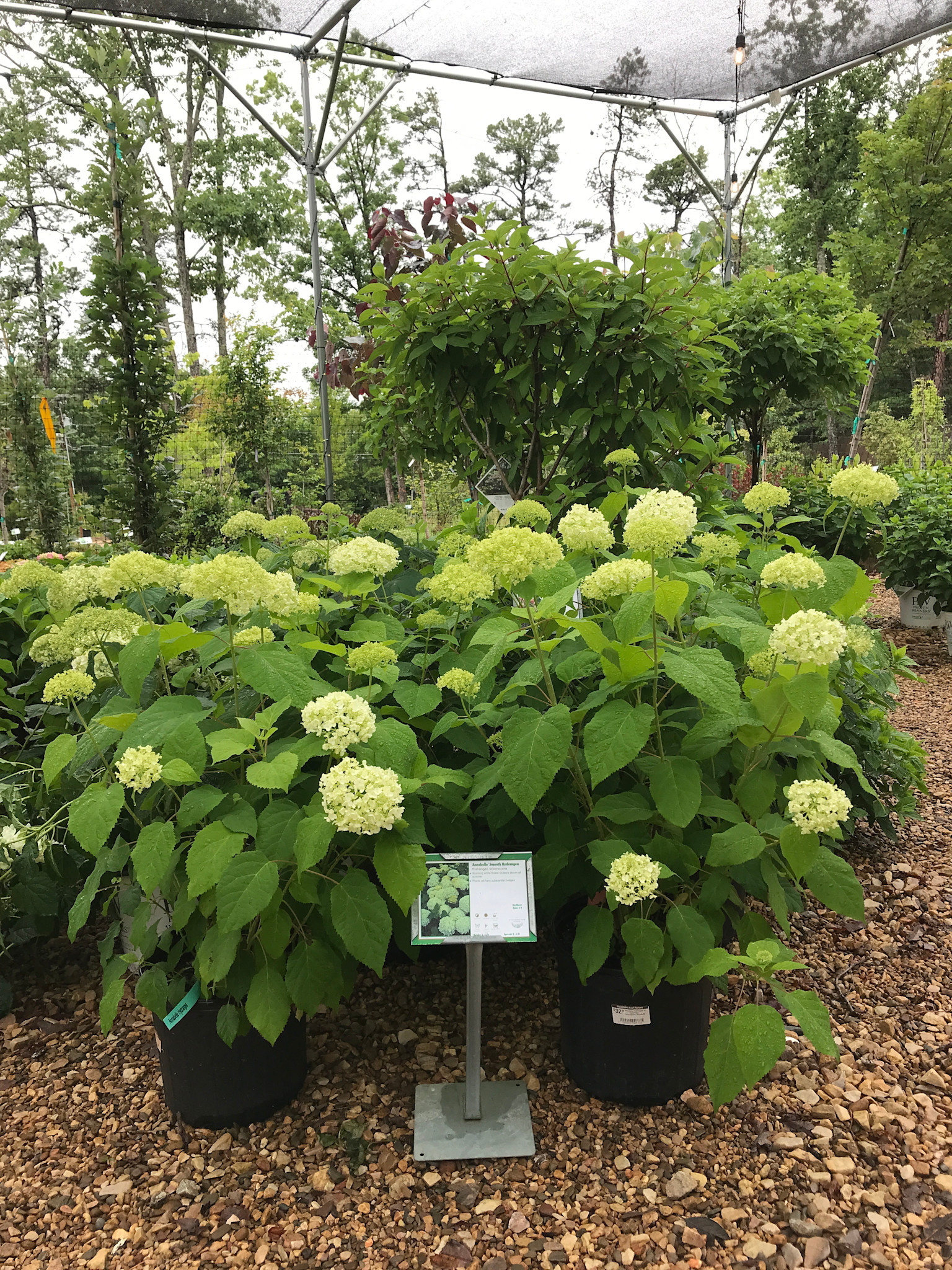Annabelle Hydrangea #3 -- Hydrangea arborescens 'Annabelle'