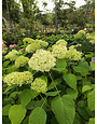 Annabelle Hydrangea #3 -- Hydrangea arborescens 'Annabelle'