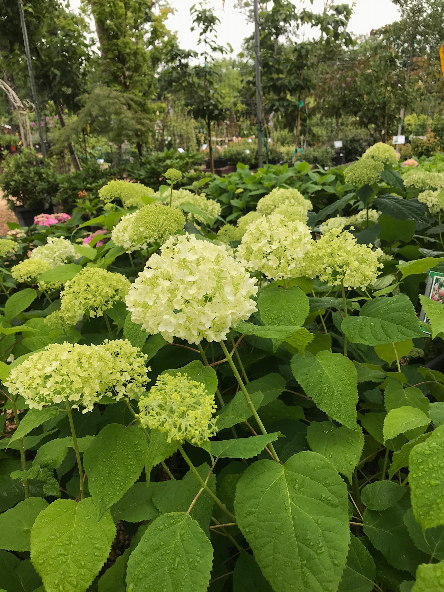 Annabelle Hydrangea #3 -- Hydrangea arborescens 'Annabelle'
